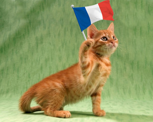 Chat au drapeau français
