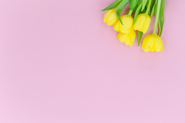 Fototapeta na wymiar Bouquet of yellow Spring tulips on pink background.Top horizontal view copyspace