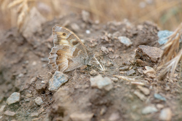 Satyridae / Cadı / / Chazara briseis