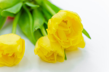 Bouquet of yellow Spring tulips with red ribbon isolated on white background.Top horizontal view copyspace
