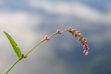 closeup of blooming grass hanging over the surface of water