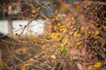 yellow leaves in the sun
