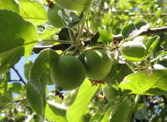 Branch Of Fruit Tree With Green Ovaries 