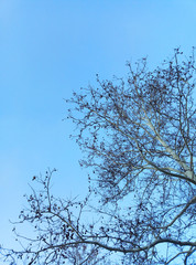 tree in the sky