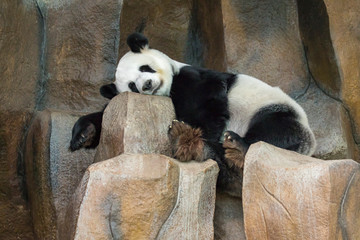 Image of a panda is sleeping on the rocks. Wild Animals.
