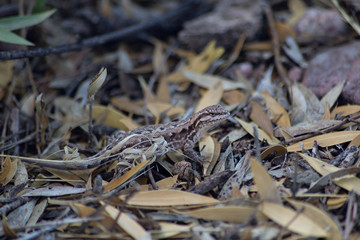 Iguana camuflada