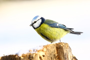 blaumeise