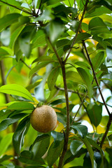 Wild Binjai fruit on tree