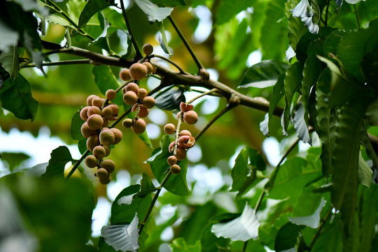 Artocarpus lacucha fruit