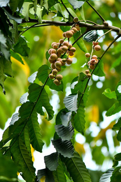 Artocarpus lacucha fruit