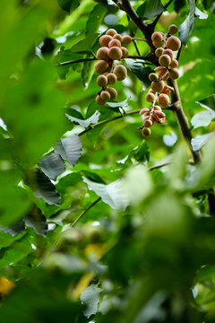 Artocarpus lacucha fruit
