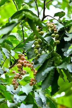 Artocarpus lacucha fruit