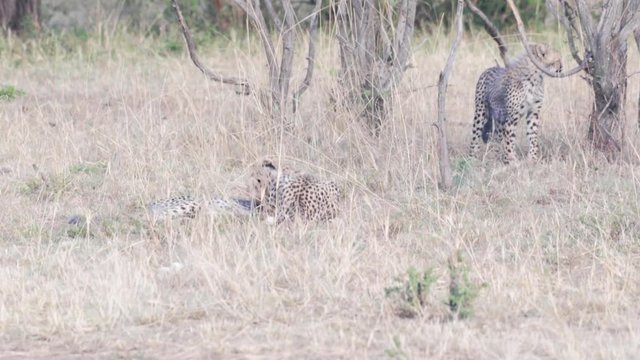 Cheetah cubs playing with each other in dry savannah of Maasai Mara National reserve, Kenya