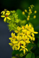 Tristellateia australasiae yellow flower