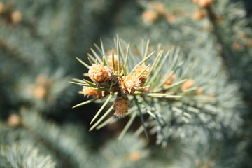 Pine tree branch with yearly sping cones on the edges.