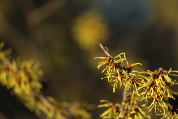 Zaubernuss Hamamelis