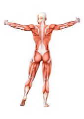 3D Rendering Female Anatomy Figure on White