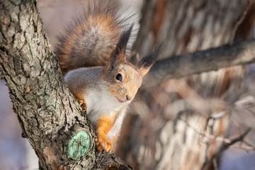 Squirrel tree in winter