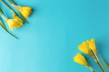 bouquet of yellow daffodils on a blue background in the corner