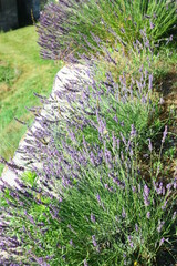 rangée de lavandes en été en provence