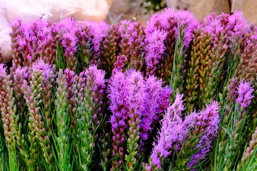 Obraz premium A pile of beautiful purple flower selling in the night market