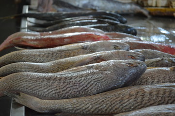 Peixe fresco