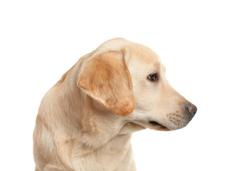 Adorable labrador dog on white background
