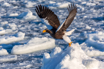 羅臼から夜明けの流氷とイヌワシと大鷲