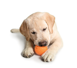 Adorable labrador dog with ball on white background