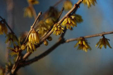 Zaubernuss Hamamelis