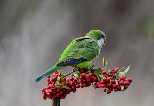 Parakeet,feeding on wild fruits, La Pampa, Patagonia, Argentina