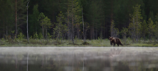 brown bear walking in the misty landscape