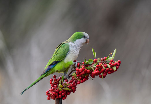Parakeet,feeding on wild fruits, La Pampa, Patagonia, Argentina