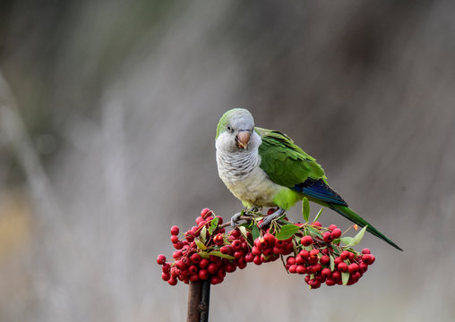 Parakeet,feeding on wild fruits, La Pampa, Patagonia, Argentina