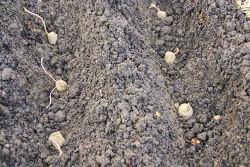 plantation et culture de la pomme de terre