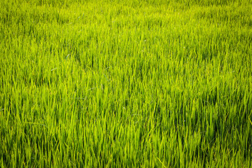 Rice field green grass  on a background