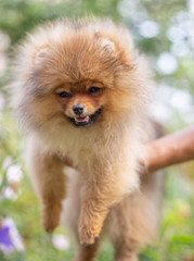 Beautiful orange dog - pomeranian Spitz. Puppy pomeranian dog cute pet happy smile playing in nature on in flowers