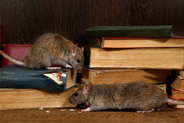Close-up two rat (Rattus norvegicus) climbs on old books on the flooring in the library. Concept of rodent control.