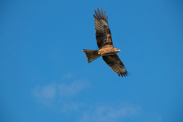 Eagle in flight