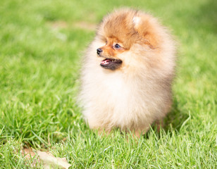 Beautiful orange dog - pomeranian Spitz. Puppy pomeranian dog cute pet happy smile playing in nature