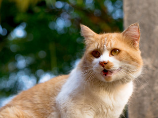 Persian cats are cute and naughty.