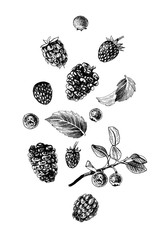 Hand drawn berries on white background