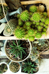 Plant cactus for decoration And absorb air in the room.