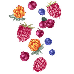 Hand drawn berries on white background