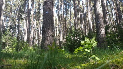 belle forêt résineuse feuillue