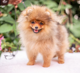 Beautiful orange dog - pomeranian Spitz. Puppy pomeranian dog cute pet happy smile playing in nature on in flowers