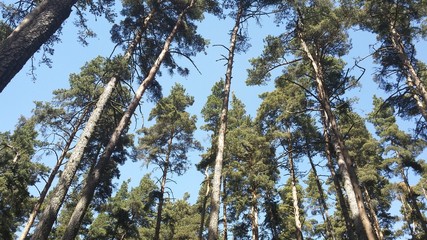 Obraz premium houppier pins sylvestre