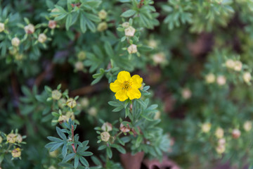 Blooming flowers in autumn