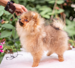 Beautiful orange dog - pomeranian Spitz. Puppy pomeranian dog cute pet happy smile playing in nature on in flowers