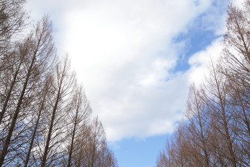 冬、空、木
